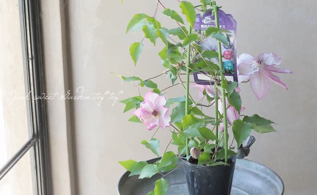 クレマチス・パテンス系 『面白 -オモシロ-』 旧枝咲き | すべての商品