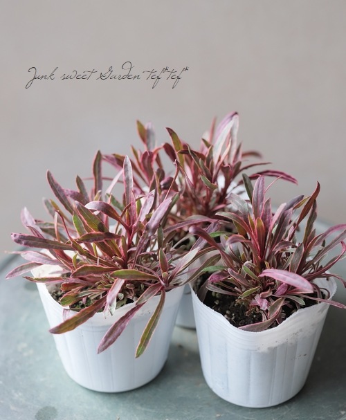 斑入植物集　全３巻セット 楽天市場】シンボルツリーの株元に！（日向）和風のお庭に低木3