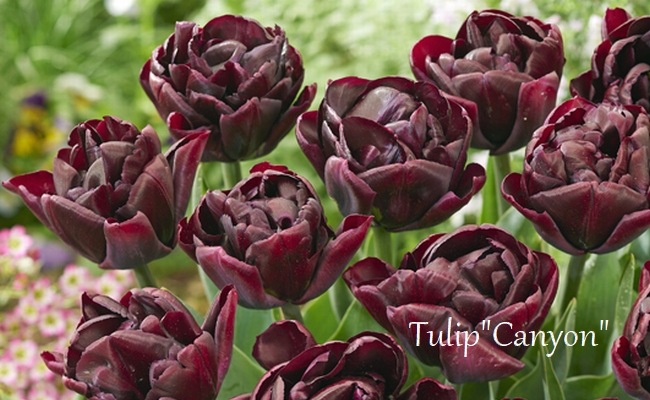 球根】 八重咲きチューリップ 『キャニオン』 遅咲き | 球根 | | Junk