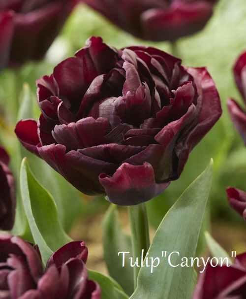 �ڵ庬�� Ȭ�ź餭���塼��åס��إ���˥���� �ٺ餭