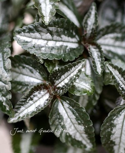 �ԥ쥢���إ���С��ĥ꡼�١�