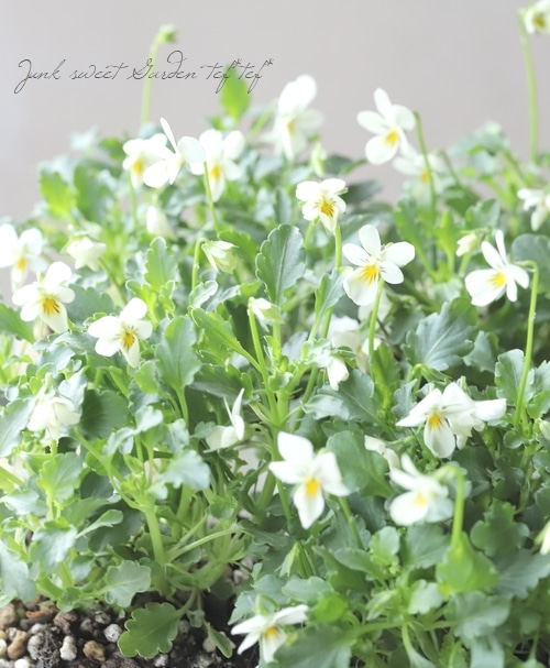 ◇極小輪ビオラ 『フィーリー・ホワイト』 | すべての商品 | | Junk