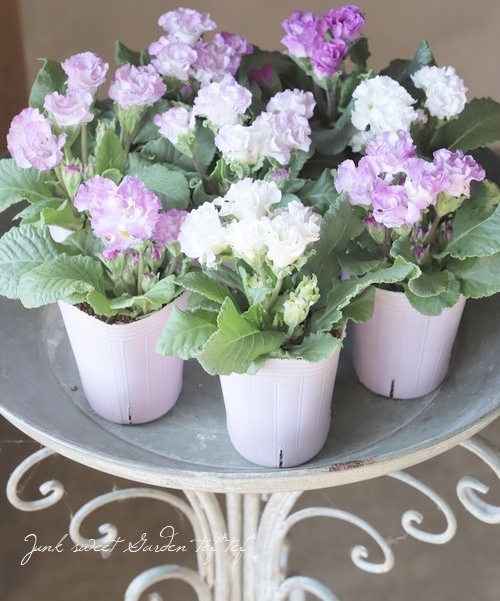��K-plants����ۥХ�餭�ץ��顡�إ����ƥ�ɥ쥹�١��֥롼