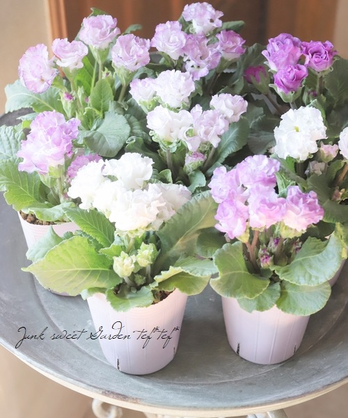 ��K-plants����ۥХ�餭�ץ��顡�إ����ƥ�ɥ쥹�١��֥롼