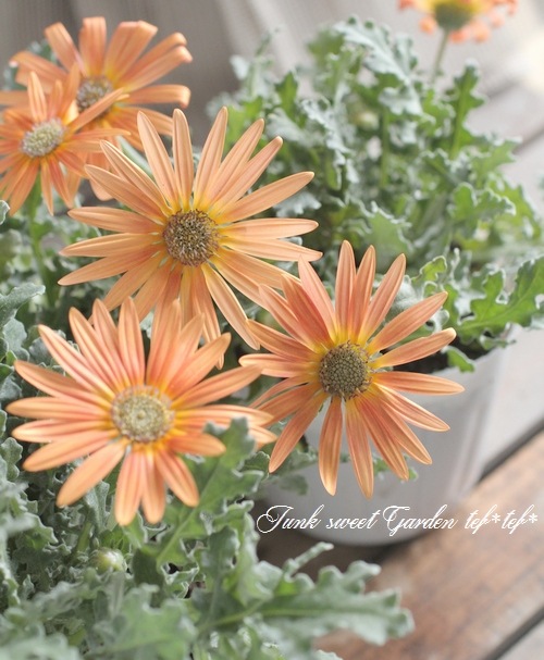 ���դ��������ɺ��� �������ȥ��� �إ���󥸡�