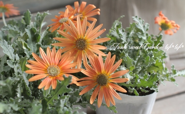 銀葉が美しい宿根草 アークトチス 『オレンジ』 | すべての商品