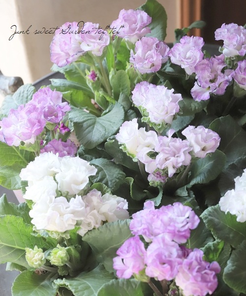 ��K-plants����ۥХ�餭�ץ��顡�إ����ƥ�ɥ쥹�١��֥롼