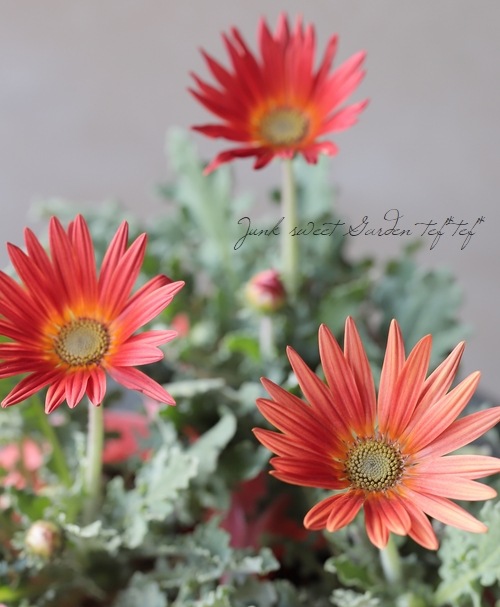 ���դ��������ɺ��� �������ȥ��� �إ���󥸡�