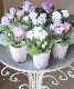 ��K-plants����ۥХ�餭�ץ��顡�إ����ƥ�ɥ쥹�١��֥롼
