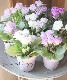 ��K-plants����ۥХ�餭�ץ��顡�إ����ƥ�ɥ쥹�١��֥롼