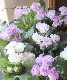 ��K-plants����ۥХ�餭�ץ��顡�إ����ƥ�ɥ쥹�١��֥롼