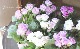 ��K-plants����ۥХ�餭�ץ��顡�إ����ƥ�ɥ쥹�١��֥롼