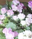��K-plants����ۥХ�餭�ץ��顡�إ����ƥ�ɥ쥹�١��֥롼