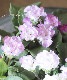 ��K-plants����ۥХ�餭�ץ��顡�إ����ƥ�ɥ쥹�١��֥롼