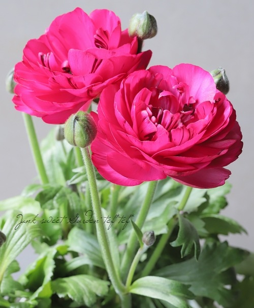 ラナンキュラス・イカロスシリーズ 【F】タイプ | すべての商品