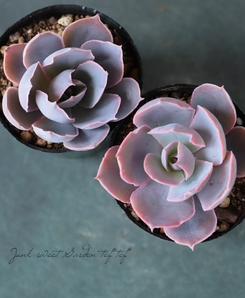 多肉植物】 『ピンキー』 エケベリア属 いとうぐりーん☆ | すべての