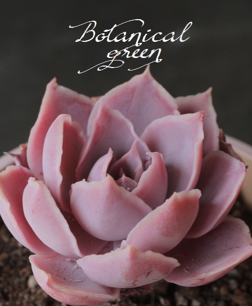 その他多肉植物 Cranky エケベリア ピンキー Echeveria 'Pinky'｜多肉植物図鑑 PUKUBOOK