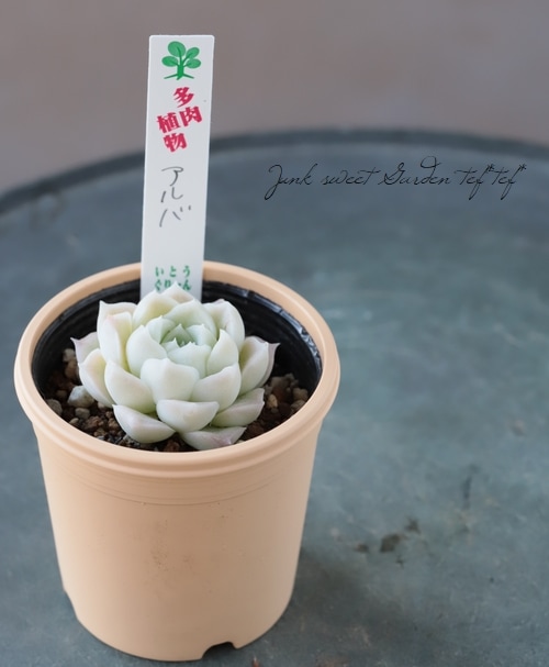 ☆多肉植物☆アルバビューティー双頭株・エケベリア☆ アルバ