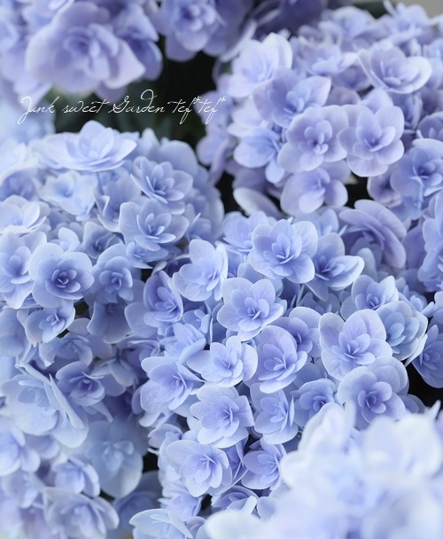 紫陽花 『月影-ゲツエイ-』 ブルー | すべての商品 | | Junk sweet