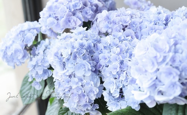 紫陽花 『月影-ゲツエイ-』 ブルー | すべての商品 | | Junk sweet