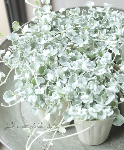 ディコンドラ 『シルバーサーファー』 小葉・密着度高 | すべての商品 ディコンドラ 『シルバーサーファー』 小葉・密着度高 | すべての商品