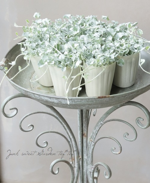 ディコンドラ 『シルバーサーファー』 小葉・密着度高 | すべての商品