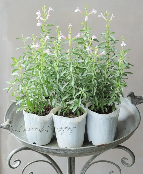 チェリーセージ・ミクロフィラ 『テレサ』 | すべての商品 | | Junk