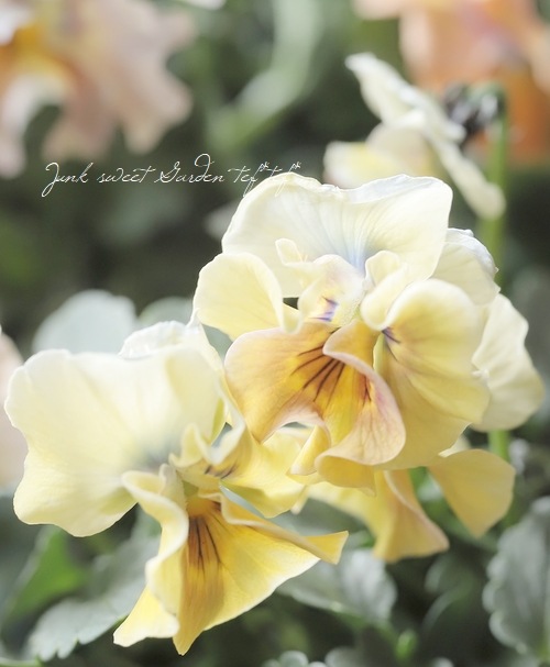 ե餭ӥ顡إ롼ٲ¡߶դඦƱȯʼ