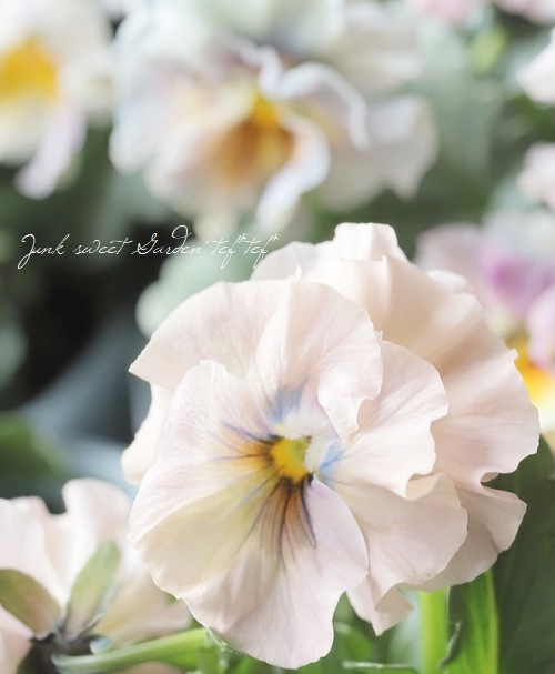 ե餭ӥ顡إ롼ٲ¡߶դඦƱȯʼ