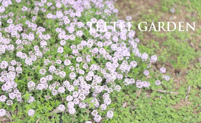 �ڥϡ��֡� ���١����說�꡼�ԥ󥰥����ࡡ�إ��󥮥����ꥹ��