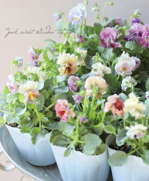 ե餭ӥ顡إ롼ٲ¡߶դඦƱȯʼ