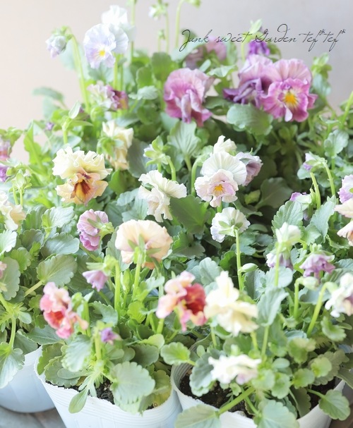 ե餭ӥ顡إ롼ٲ¡߶դඦƱȯʼ