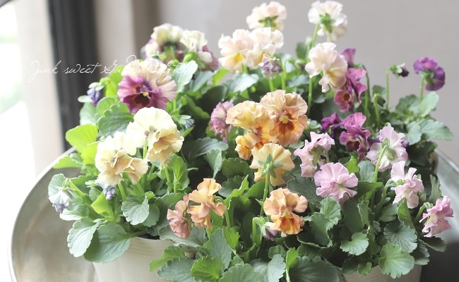 ե餭ӥ顡إ롼ٲ¡߶դඦƱȯʼ