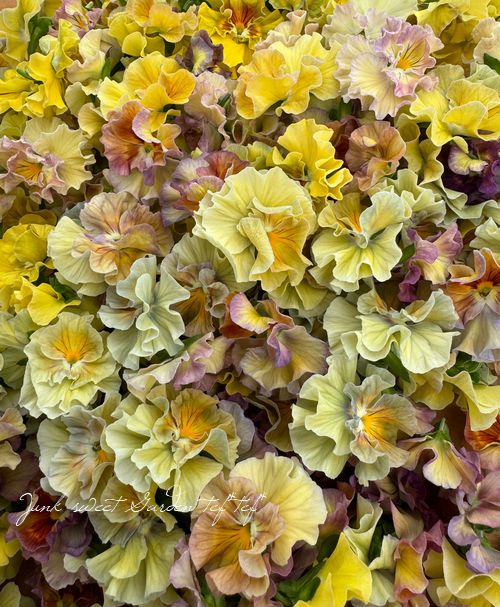 ե餭ӥ顡إ롼ٲ¡߶դඦƱȯʼ