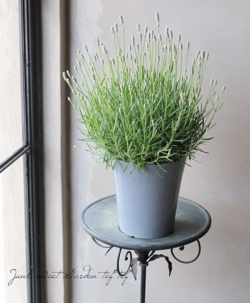 イングリッシュラベンダー 『アングスティフ 』 ピンク花 | すべての