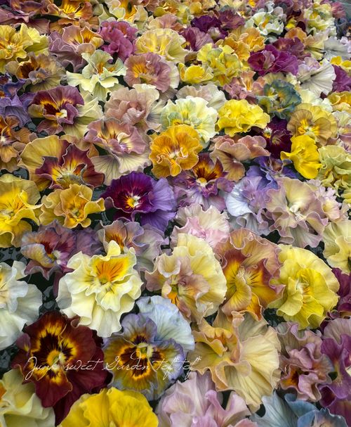 ե餭ӥ顡إ롼ٲ¡߶դඦƱȯʼ