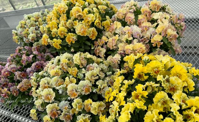 ե餭ӥ顡إ롼ٲ¡߶դඦƱȯʼ