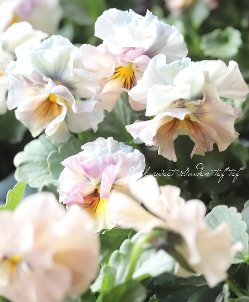 ե餭ӥ顡إ롼ٲ¡߶դඦƱȯʼ