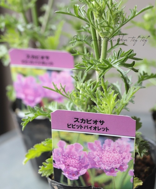 栄養系スカビオサ 『ビビッドバイオレット』 | すべての商品 | | Junk