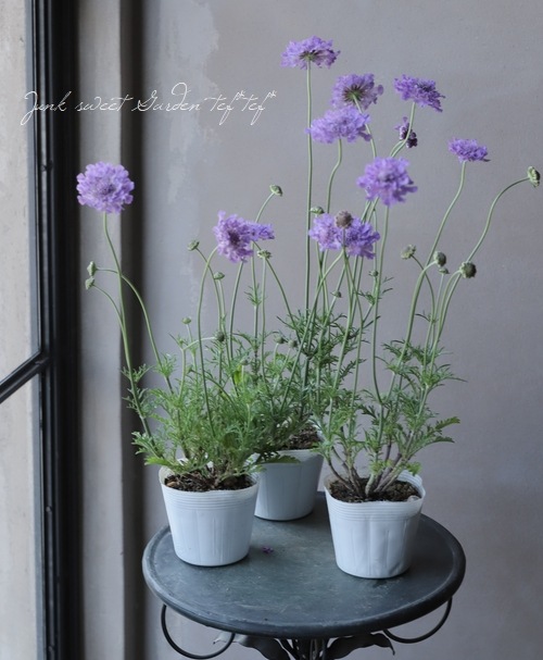 栄養系スカビオサ 『ビビッドバイオレット』 | すべての商品 | | Junk