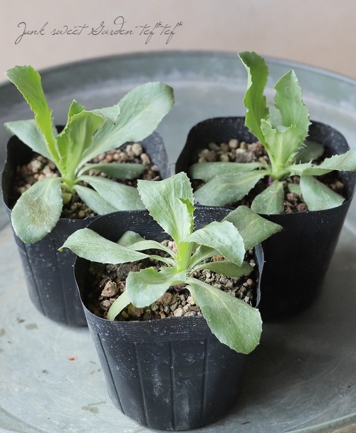 エリンジウム 『リーベンウォルシー』『パープルシーン』 | すべての