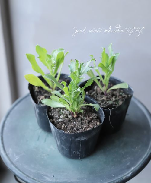 エリンジウム 『リーベンウォルシー』『パープルシーン』 | すべての