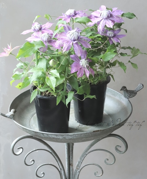 八重咲きクレマチス 『マジックフォンテーン』 | すべての商品