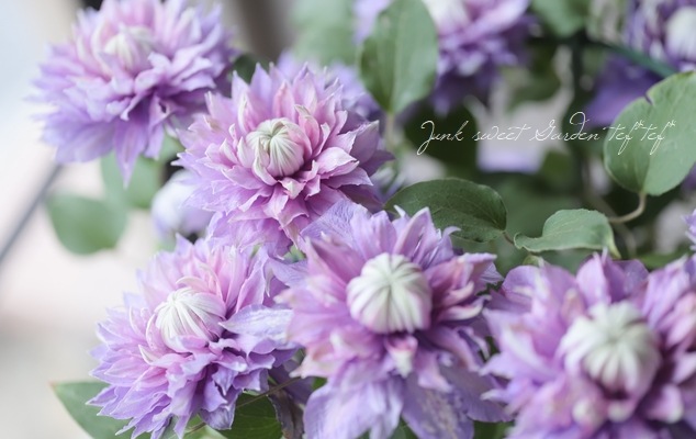 八重咲きクレマチス 『マジックフォンテーン』 | すべての商品