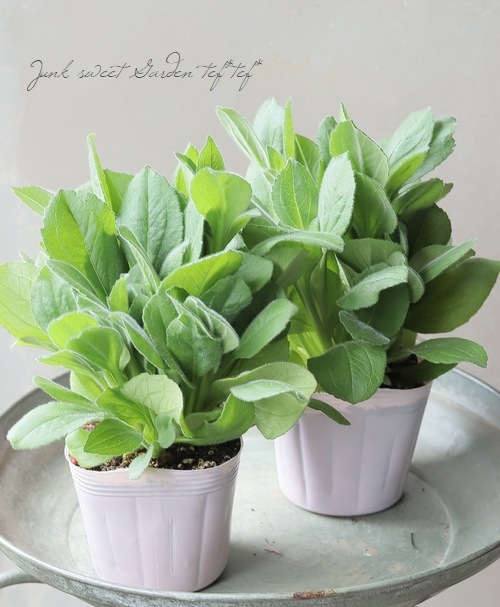 連続開花！ルドベキア・アーバンサファリ 『サハライエロー』 | すべて