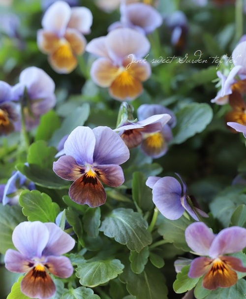 ▽【LUXURY SELECTION】tef*tef*オリジナル ビオラ『ブルーイング