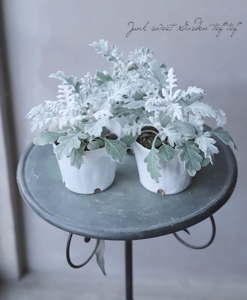 【格安】真っ白 ロストラータ 短葉 シルバー 直前】【生花】ダスティミラー シルバーダスト【OT】 - 花材通販はなど