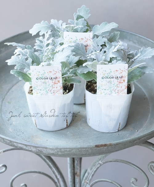 北島園芸】ダスティミラー・シロタエギク 『シルバーダスト