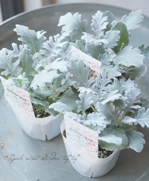 北島園芸】ダスティミラー・シロタエギク 『シルバーダスト