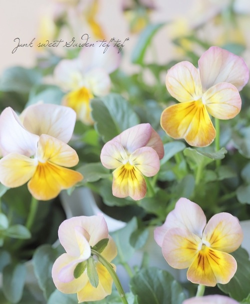 ◇ビオラ ビビシリーズ 『アプリコットアンティーク』 | すべての商品